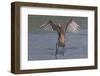 Reddish Egret (Egretta Rufescens) Hunting Small Marine Fish at Surf's Edge-Lynn M^ Stone-Framed Photographic Print