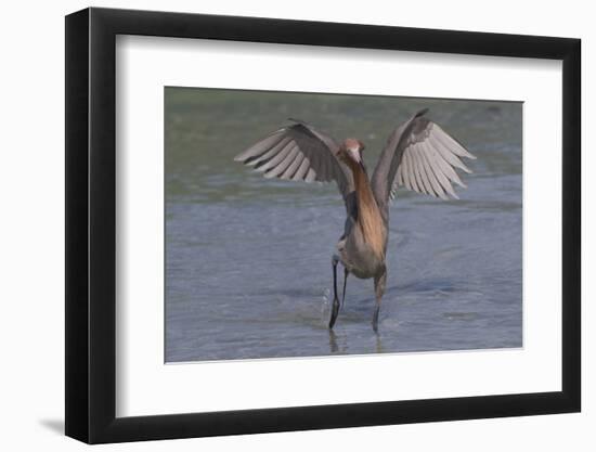 Reddish Egret (Egretta Rufescens) Hunting Small Marine Fish at Surf's Edge-Lynn M^ Stone-Framed Photographic Print