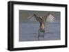 Reddish Egret (Egretta Rufescens) Hunting Small Marine Fish at Surf's Edge-Lynn M^ Stone-Framed Photographic Print