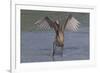 Reddish Egret (Egretta Rufescens) Hunting Small Marine Fish at Surf's Edge-Lynn M^ Stone-Framed Photographic Print