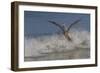 Reddish Egret (Egretta Rufescens) Hunting Small Marine Fish at Surf's Edge-Lynn M^ Stone-Framed Photographic Print