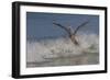 Reddish Egret (Egretta Rufescens) Hunting Small Marine Fish at Surf's Edge-Lynn M^ Stone-Framed Photographic Print