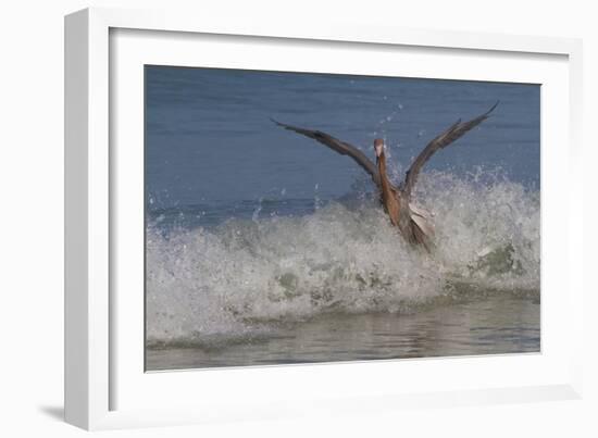 Reddish Egret (Egretta Rufescens) Hunting Small Marine Fish at Surf's Edge-Lynn M^ Stone-Framed Photographic Print