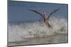 Reddish Egret (Egretta Rufescens) Hunting Small Marine Fish at Surf's Edge-Lynn M^ Stone-Mounted Photographic Print