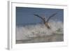 Reddish Egret (Egretta Rufescens) Hunting Small Marine Fish at Surf's Edge-Lynn M^ Stone-Framed Photographic Print