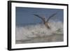 Reddish Egret (Egretta Rufescens) Hunting Small Marine Fish at Surf's Edge-Lynn M^ Stone-Framed Photographic Print