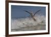 Reddish Egret (Egretta Rufescens) Hunting Small Marine Fish at Surf's Edge-Lynn M^ Stone-Framed Photographic Print