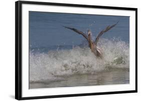 Reddish Egret (Egretta Rufescens) Hunting Small Marine Fish at Surf's Edge-Lynn M^ Stone-Framed Photographic Print