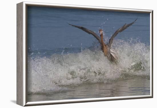 Reddish Egret (Egretta Rufescens) Hunting Small Marine Fish at Surf's Edge-Lynn M^ Stone-Framed Photographic Print