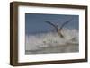 Reddish Egret (Egretta Rufescens) Hunting Small Marine Fish at Surf's Edge-Lynn M^ Stone-Framed Photographic Print