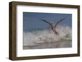 Reddish Egret (Egretta Rufescens) Hunting Small Marine Fish at Surf's Edge-Lynn M^ Stone-Framed Photographic Print