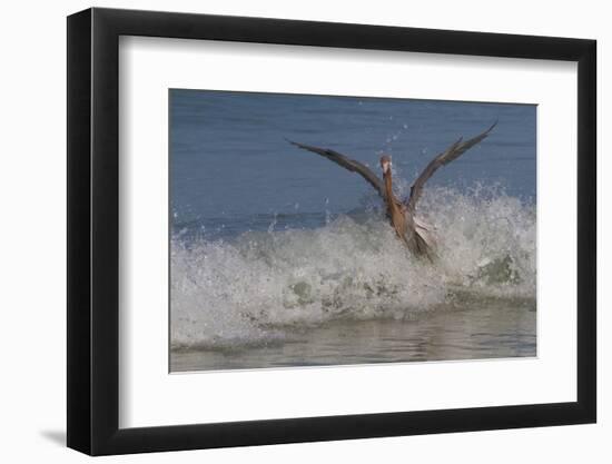 Reddish Egret (Egretta Rufescens) Hunting Small Marine Fish at Surf's Edge-Lynn M^ Stone-Framed Photographic Print