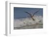 Reddish Egret (Egretta Rufescens) Hunting Small Marine Fish at Surf's Edge-Lynn M^ Stone-Framed Photographic Print