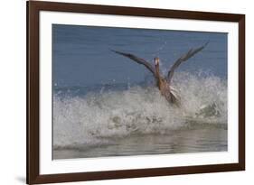 Reddish Egret (Egretta Rufescens) Hunting Small Marine Fish at Surf's Edge-Lynn M^ Stone-Framed Photographic Print