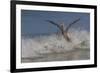 Reddish Egret (Egretta Rufescens) Hunting Small Marine Fish at Surf's Edge-Lynn M^ Stone-Framed Photographic Print