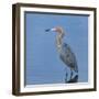 Reddish egret, Egretta rufescens, Merritt Island NWR, Florida, USA-Maresa Pryor-Framed Photographic Print