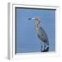 Reddish egret, Egretta rufescens, Merritt Island NWR, Florida, USA-Maresa Pryor-Framed Photographic Print