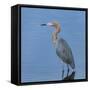 Reddish egret, Egretta rufescens, Merritt Island NWR, Florida, USA-Maresa Pryor-Framed Stretched Canvas