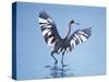 Reddish Egret Fishing, Ding Darling National Wildlife Refuge, Sanibel Island, Florida, USA-Charles Sleicher-Stretched Canvas