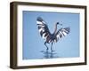 Reddish Egret Fishing, Ding Darling National Wildlife Refuge, Sanibel Island, Florida, USA-Charles Sleicher-Framed Photographic Print