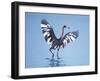 Reddish Egret Fishing, Ding Darling National Wildlife Refuge, Sanibel Island, Florida, USA-Charles Sleicher-Framed Photographic Print