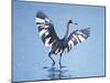 Reddish Egret Fishing, Ding Darling National Wildlife Refuge, Sanibel Island, Florida, USA-Charles Sleicher-Mounted Photographic Print