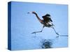 Reddish Egret Fishing, Ding Darling National Wildlife Refuge, Sanibel Island, Florida, USA-Charles Sleicher-Stretched Canvas