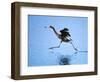 Reddish Egret Fishing, Ding Darling National Wildlife Refuge, Sanibel Island, Florida, USA-Charles Sleicher-Framed Photographic Print