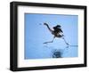 Reddish Egret Fishing, Ding Darling National Wildlife Refuge, Sanibel Island, Florida, USA-Charles Sleicher-Framed Photographic Print