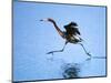 Reddish Egret Fishing, Ding Darling National Wildlife Refuge, Sanibel Island, Florida, USA-Charles Sleicher-Mounted Photographic Print