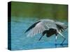 Reddish Egret Fishing in Shallow Water, Ding Darling NWR, Sanibel Island, Florida, USA-Charles Sleicher-Stretched Canvas