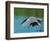 Reddish Egret Fishing in Shallow Water, Ding Darling NWR, Sanibel Island, Florida, USA-Charles Sleicher-Framed Photographic Print