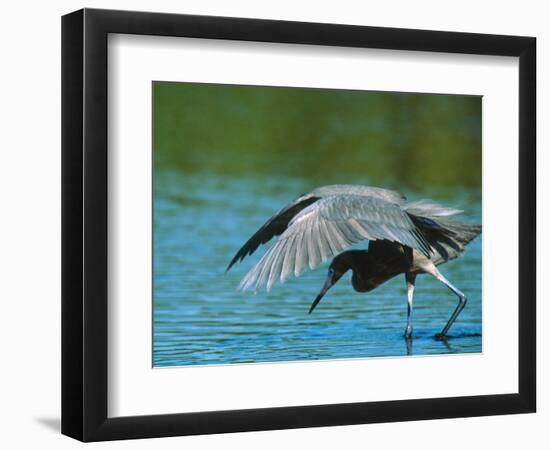 Reddish Egret Fishing in Shallow Water, Ding Darling NWR, Sanibel Island, Florida, USA-Charles Sleicher-Framed Photographic Print