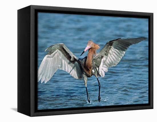 Reddish Egret Fishing in Shallow Water, Ding Darling NWR, Sanibel Island, Florida, USA-Charles Sleicher-Framed Stretched Canvas