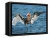 Reddish Egret Fishing in Shallow Water, Ding Darling NWR, Sanibel Island, Florida, USA-Charles Sleicher-Framed Stretched Canvas