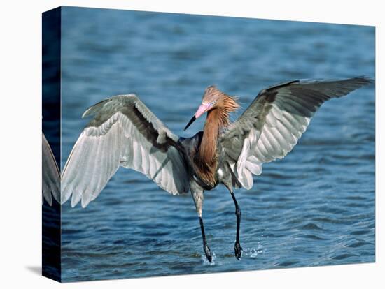 Reddish Egret Fishing in Shallow Water, Ding Darling NWR, Sanibel Island, Florida, USA-Charles Sleicher-Stretched Canvas