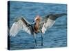 Reddish Egret Fishing in Shallow Water, Ding Darling NWR, Sanibel Island, Florida, USA-Charles Sleicher-Stretched Canvas