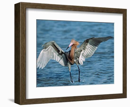 Reddish Egret Fishing in Shallow Water, Ding Darling NWR, Sanibel Island, Florida, USA-Charles Sleicher-Framed Photographic Print