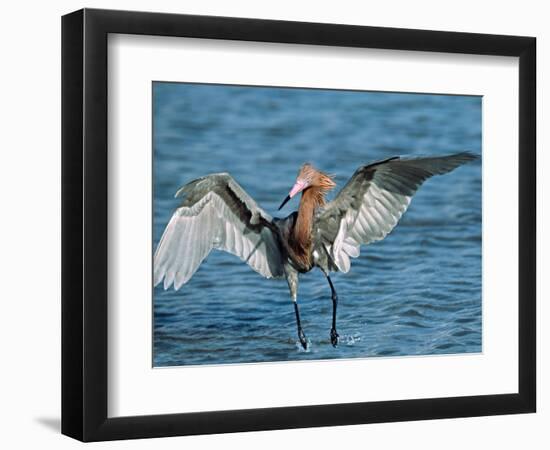 Reddish Egret Fishing in Shallow Water, Ding Darling NWR, Sanibel Island, Florida, USA-Charles Sleicher-Framed Photographic Print