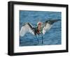 Reddish Egret Fishing in Shallow Water, Ding Darling NWR, Sanibel Island, Florida, USA-Charles Sleicher-Framed Photographic Print