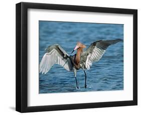 Reddish Egret Fishing in Shallow Water, Ding Darling NWR, Sanibel Island, Florida, USA-Charles Sleicher-Framed Photographic Print