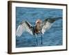 Reddish Egret Fishing in Shallow Water, Ding Darling NWR, Sanibel Island, Florida, USA-Charles Sleicher-Framed Photographic Print