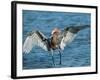 Reddish Egret Fishing in Shallow Water, Ding Darling NWR, Sanibel Island, Florida, USA-Charles Sleicher-Framed Photographic Print