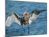 Reddish Egret Fishing in Shallow Water, Ding Darling NWR, Sanibel Island, Florida, USA-Charles Sleicher-Mounted Photographic Print