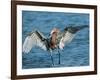 Reddish Egret Fishing in Shallow Water, Ding Darling NWR, Sanibel Island, Florida, USA-Charles Sleicher-Framed Photographic Print