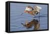 Reddish Egret Hunting-Hal Beral-Framed Stretched Canvas