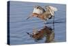 Reddish Egret Hunting-Hal Beral-Stretched Canvas