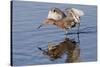 Reddish Egret Hunting-Hal Beral-Stretched Canvas