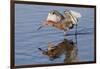 Reddish Egret Hunting-Hal Beral-Framed Premium Photographic Print