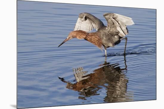 Reddish Egret Hunting-Hal Beral-Mounted Premium Photographic Print